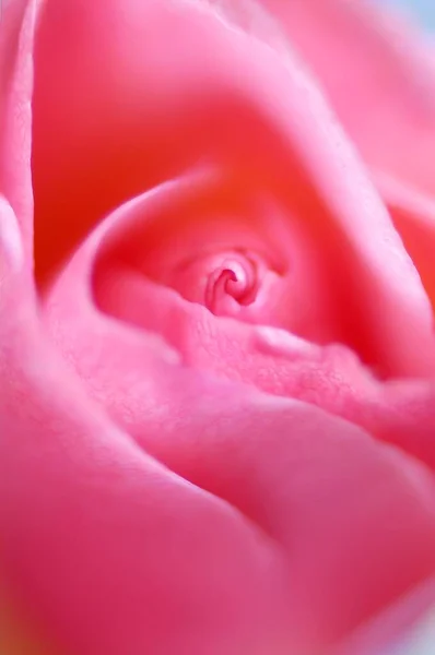 Rose Flower Close View Summer Concept — Stock fotografie