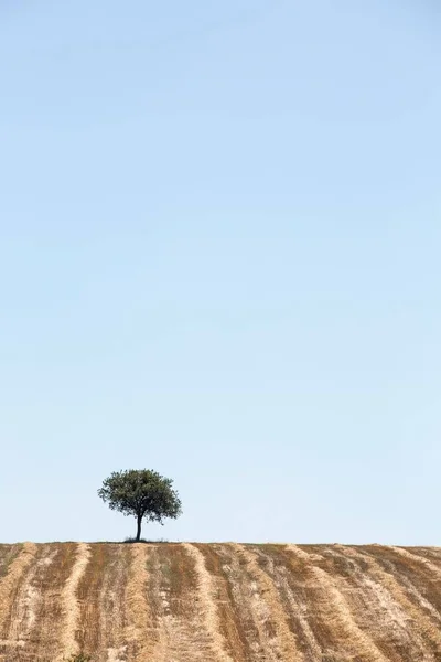 Tree Field Horizon — 스톡 사진
