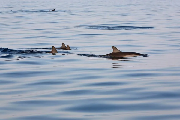 Dolphins Delphinidae Lovina Beach Bali Indonesia Asia — Foto de Stock