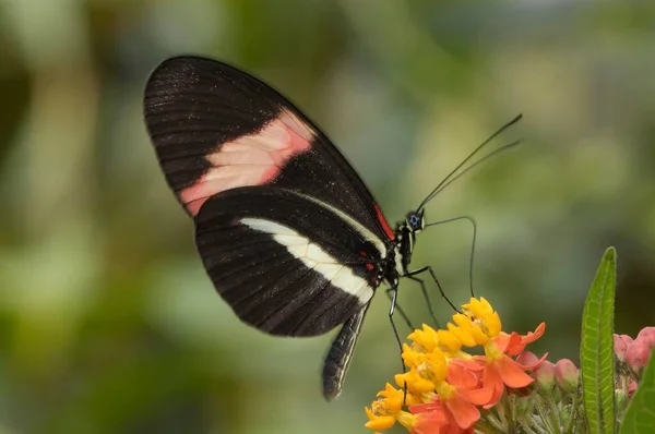 Passion Flower Butterfly Heliconius Melpomene — 스톡 사진