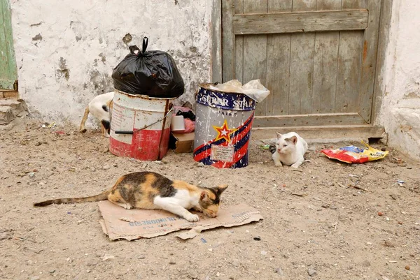 Cats Garbage Old Town Mukalla Mukalla Yemen Asia — Zdjęcie stockowe