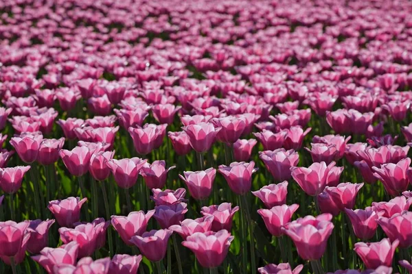 Field Tulips Tulipa Landesgartenschau National Garden Show Schleswig Germany Europe — Fotografia de Stock