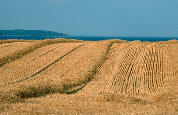 Stubble Field Funen Denmark Quercus Spec — Stockfoto