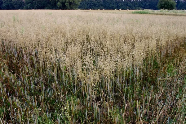 Oat field, common oat (Avena sativa), Germany, Europe
