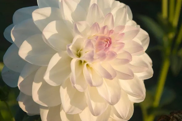 Fleur Fleur Dahlia — Photo
