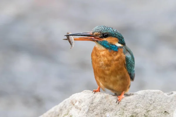 Kingfisher Alcedo Atthis Femmina Con Pesci Catturati Pietra Assia Germania — Foto Stock