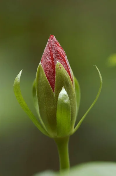 Китайська Квітка Хібіскус Вигляд Зблизька Літня Концепція — стокове фото