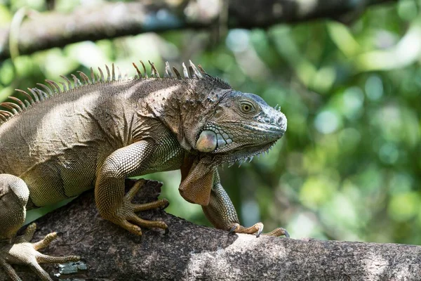 Green Iguana Climbing Tree Costa Rica Central America — Stock Photo, Image