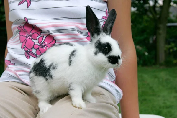 Häusliches Kaninchen Jungtier Auf Dem Schoß — Stockfoto