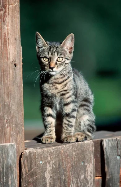 Domácí Kočka Tabby View — Stock fotografie