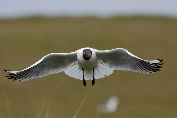 Black Headed Gull Chroicocephalus Ridibundus Formerly Larus Ridibundus Flight East — Photo