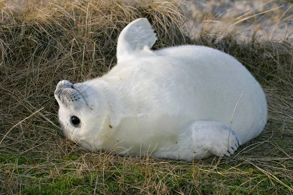 Grey Seal Halichoerus Grypus Pup Heligoland Schleswig Holstein Germany Europe — ストック写真