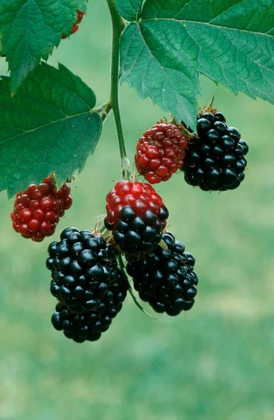 Blackberries Rubus Fruticosus North Rhine Westphalia Germany Europe —  Fotos de Stock