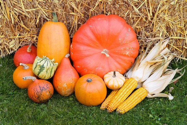 Colourful Cucurbitas Cucurbita Corn Cobs Straw — Stockfoto