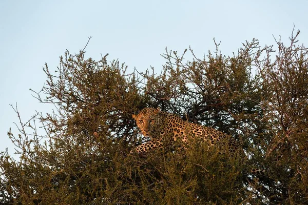 Leopard Tree Mashatu Game Reserve Tuli Block Botswana Africa — Foto de Stock