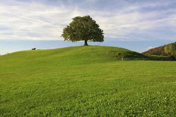 Chestnut Tree Moraine Hill Tufertschwil Toggenburg Region Gall Canton Switzerland — Stockfoto