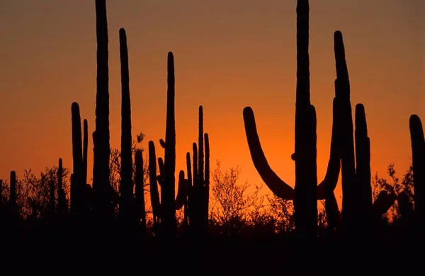 Saguaro cacti in evening light