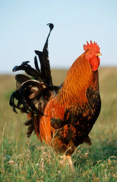 Domestic Cock Free Range Island Texel Netherlands — стоковое фото