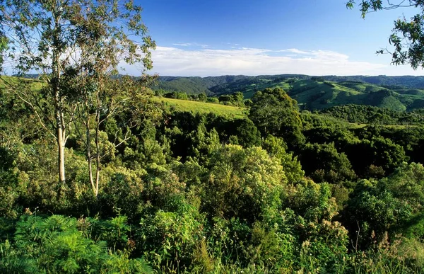 Green Farm Woodland Apollo Bay Great Ocean Road Victoria Australia — Stockfoto