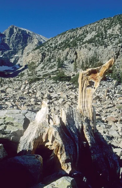 Bristlecone Pine Glacier Valley Great Basin National Park Nevada Usa — Stock Photo, Image