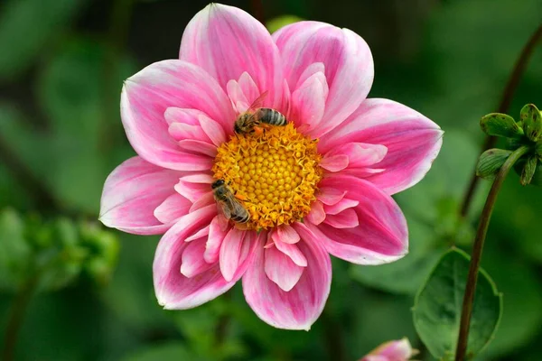 Close Bee — Stock Photo, Image