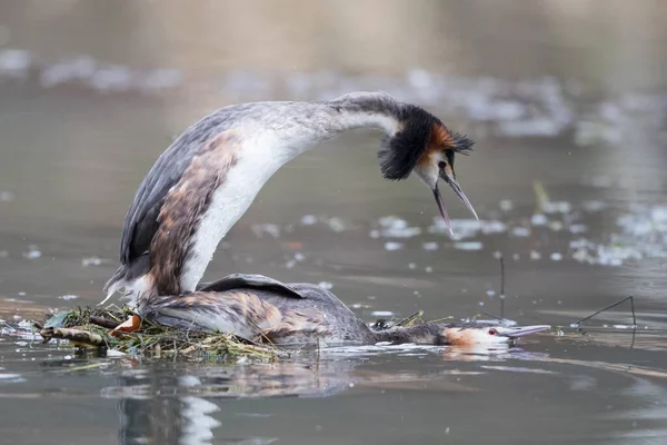 Great Crested Grebes Podiceps Cristatus Sating Water Hesse Germany Europe — стоковое фото