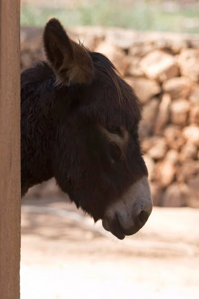 Donkey Looks Corner —  Fotos de Stock