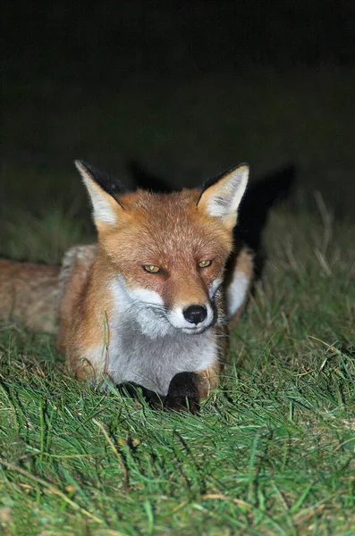 Red Fox Lying Meadow Night Germany Europe —  Fotos de Stock