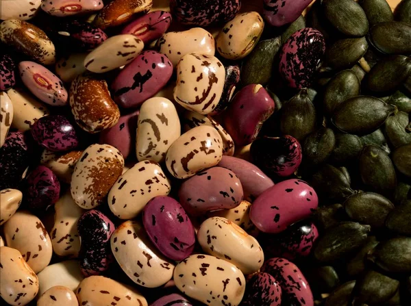 Scarlet Runner Bean Phaseolus Coccineus Phaseolus Multiflorus — Stockfoto