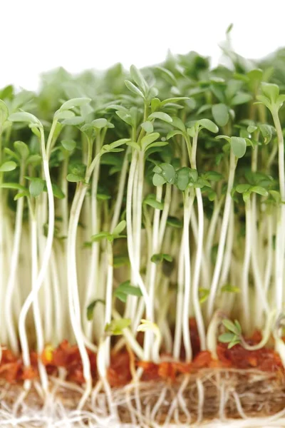 Cress Sprouts Close View — Stock fotografie