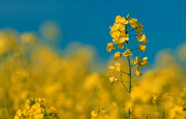 Rape Flowers Close View Summer Concept — Zdjęcie stockowe