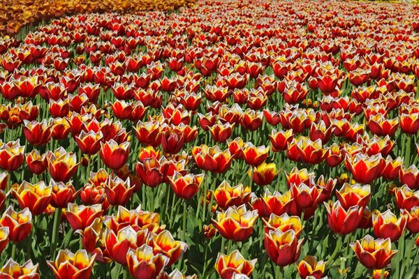 Field Tulips Landesgartenschau National Garden Show Schleswig Germany Europe — Stockfoto