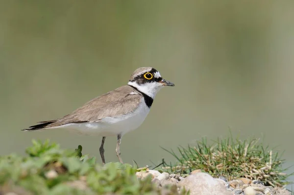 Little Ringed Plover Blurred Background — Fotografia de Stock