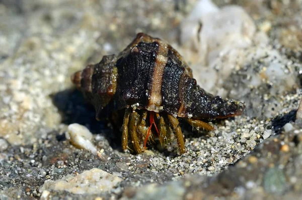 Common Marine Hermit Crab Pagurus Bernhardus Coast Aleria Corsica France — Stok fotoğraf