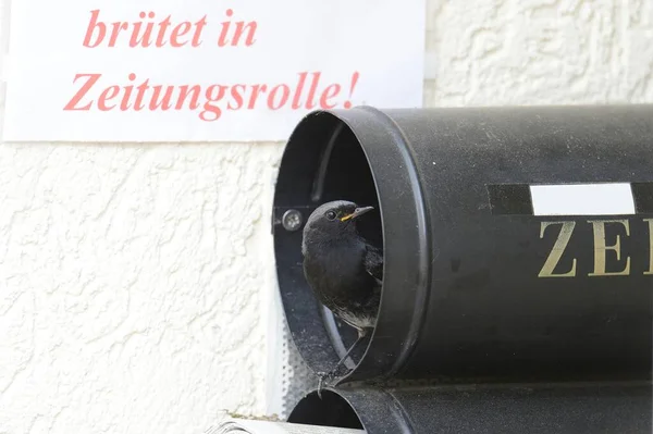 Black Redstart Phoenicurus Ochruros Breeding Newspaper Letterbox Kuerten North Rhine — Stock fotografie