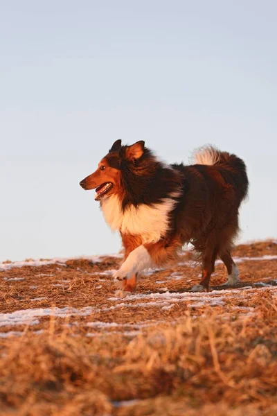 Pies Krzyżówka Bernese Mountain Dog Collie — Zdjęcie stockowe