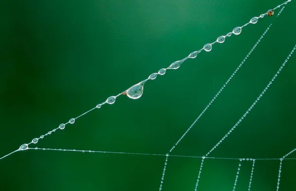 Dew Drops Spider Web North Rhine Westphalia Germany Europe — Photo