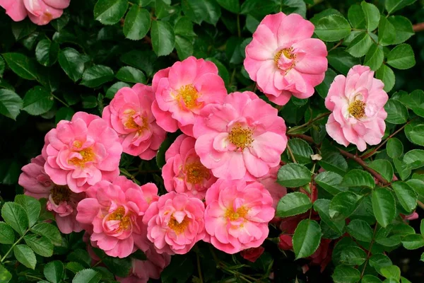 Arbusto Rosa Flores Rosa Vista Cerca Concepto Verano —  Fotos de Stock