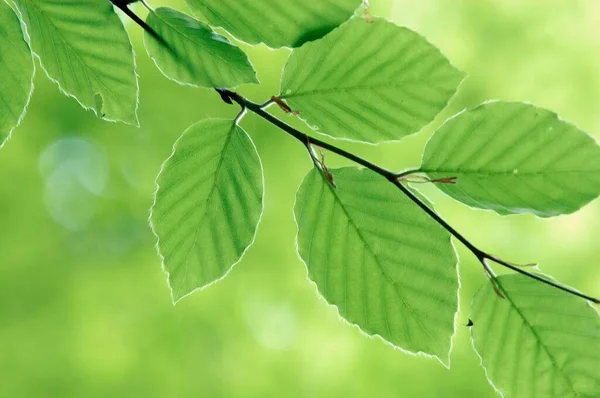 Beech Leaves Spring Common Beech Germany Europe — Stockfoto