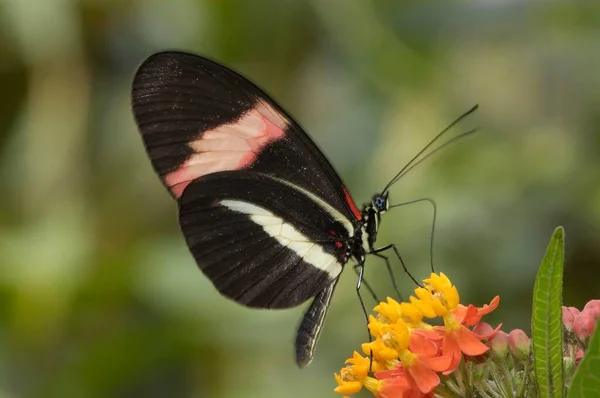 Postman Butterfly Sitting Flower — Stock Photo, Image