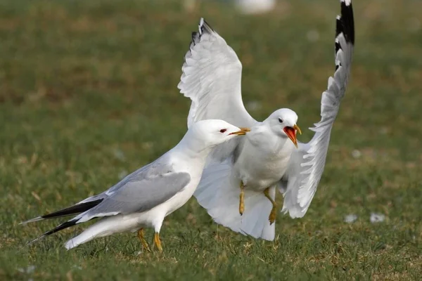 Mew Gull gulls in a turf war in the breeding habitat, East Frisian Islands, East Frisia, Lower Saxony, Germany, Europe
