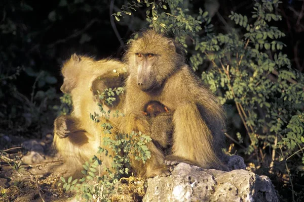 Baboon Family Natural Habitat Botswana — Φωτογραφία Αρχείου