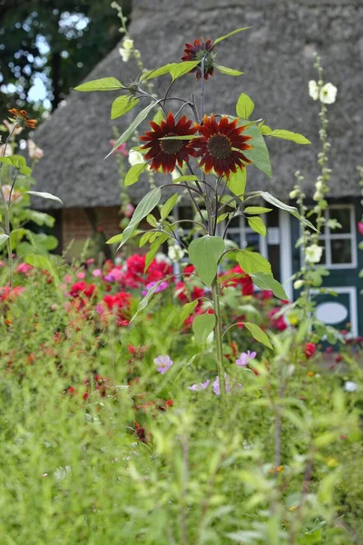 Garden Plants Front Cottage Summer Klein Flottbek Botanical Garden Hamburg — Stockfoto