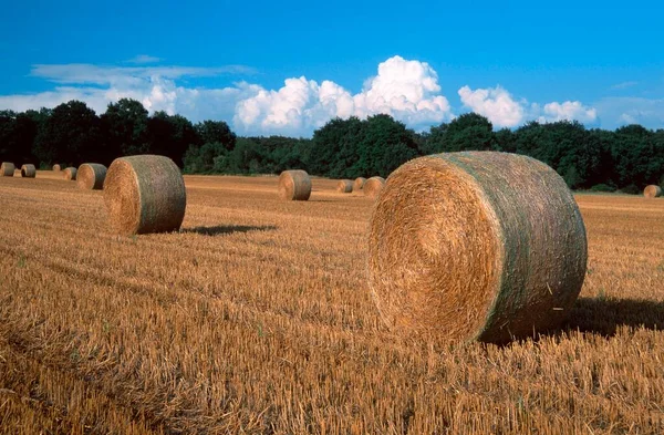 Bales Straw Stubble Field North Rhine Westphalia Germany Europe — Foto Stock