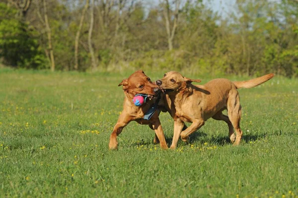 Dois Labrador Retrievers Amarelo Com Brinquedo Cão — Fotografia de Stock