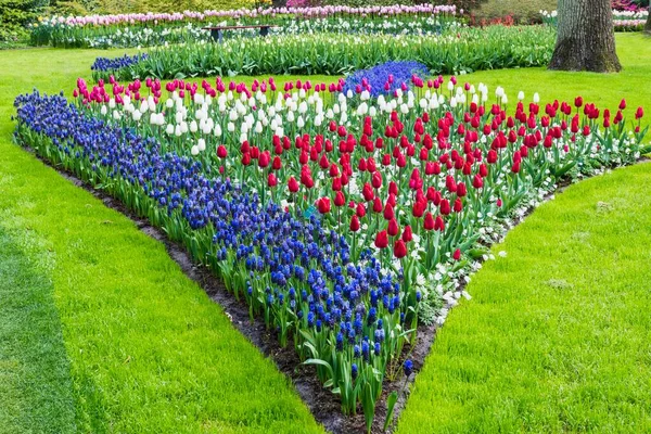 Flower garden with multi-colored tulips (tulipa) and Grape Hyacinths (Muscari) in bloom, Keukenhof Gardens Exhibit, Lisse, South Holland, The Netherlands, Europe