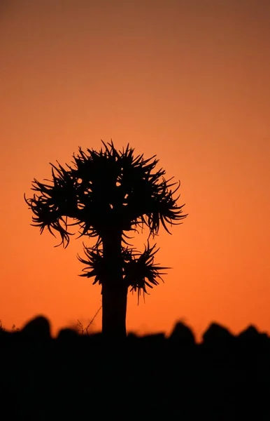 Quiver Tree Dusk Keetmannshoop Namibia Aloe Dichotoma — Stock Photo, Image