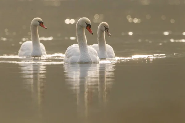 Mute Swans Floating River Fuldabrueck Hesse Germany Europe — Stockfoto