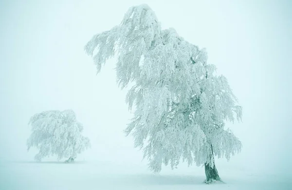 Beeches Formed Wind Black Forest Germany Fagus Sylvatica — Photo