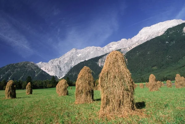 Meadow Haystack Mieminger Kette Tyrol Austria Europe — Stockfoto